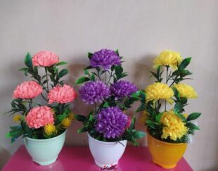 گلدان داودی